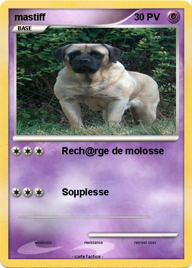 Pokemon mastiff