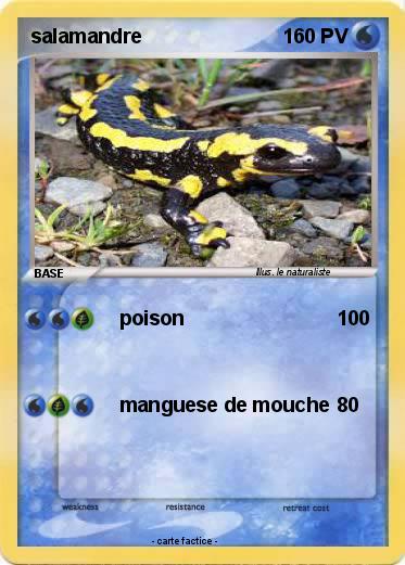 Pokemon salamandre