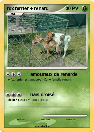 Pokemon fox terrier + renard