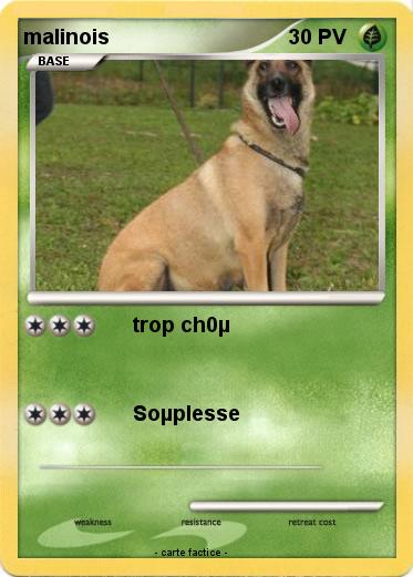 Pokemon malinois