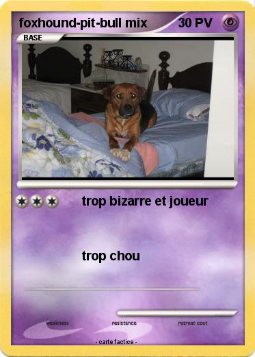 Pokemon foxhound-pit-bull mix