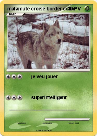 Pokemon malamute croisé border collie