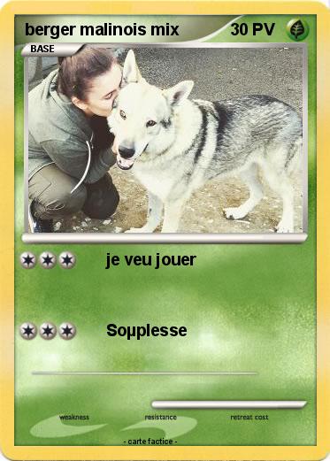 Pokemon berger malinois mix