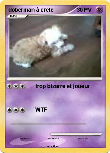 Pokemon doberman à crête