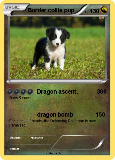 Pokemon Border collie pup