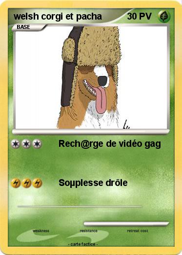 Pokemon welsh corgi et pacha