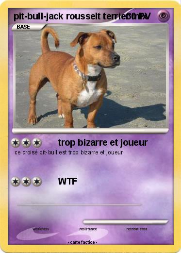 Pokemon pit-bull-jack rousselt terrier mix