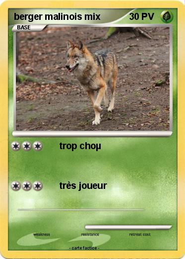 Pokemon berger malinois mix