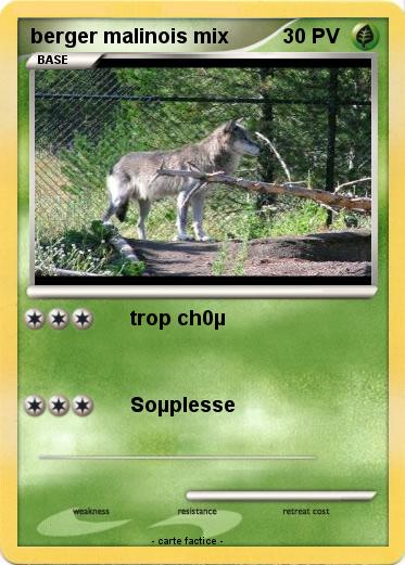 Pokemon berger malinois mix