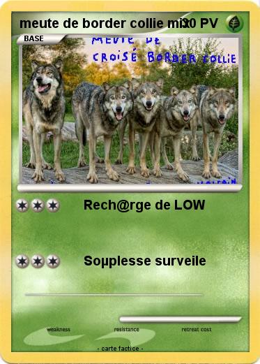 Pokemon meute de border collie mix