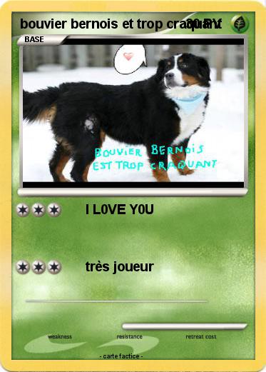 Pokemon bouvier bernois et trop craquant