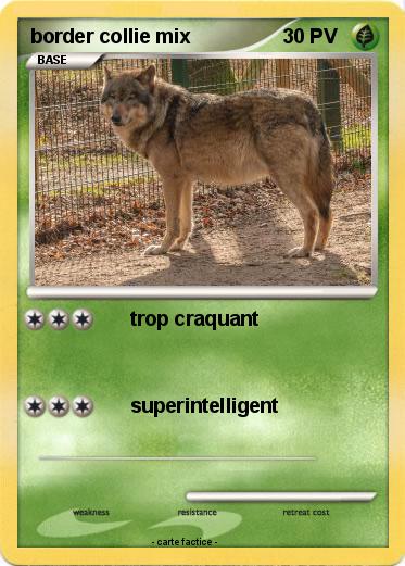 Pokemon border collie mix