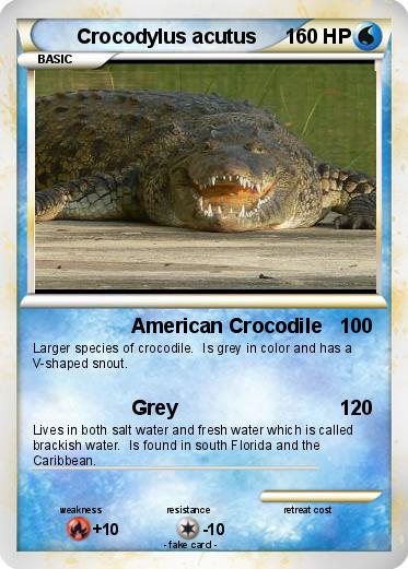 Pokemon Crocodylus acutus