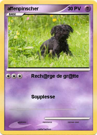 Pokemon affenpinscher