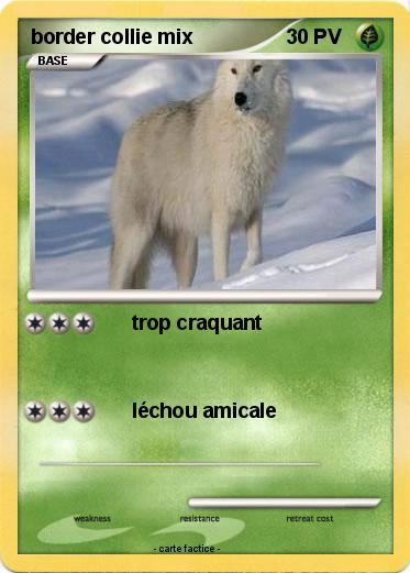 Pokemon border collie mix