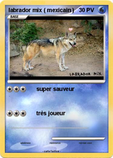 Pokemon labrador mix ( mexicain )