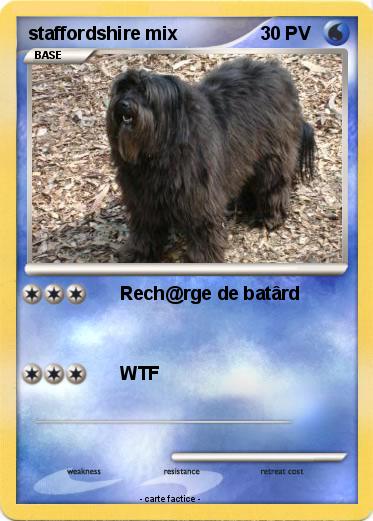 Pokemon staffordshire mix