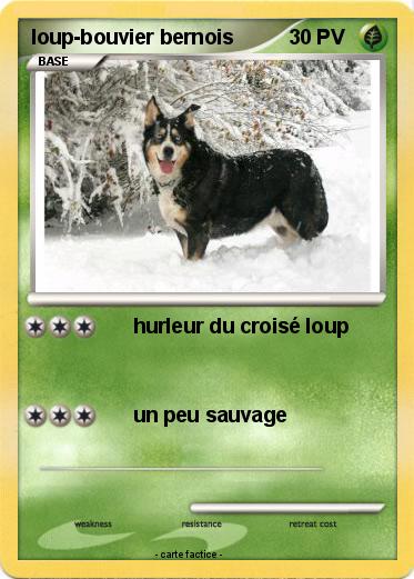 Pokemon loup-bouvier bernois