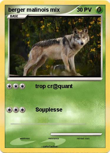 Pokemon berger malinois mix