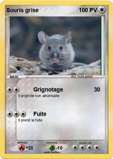 Pokemon Souris grise