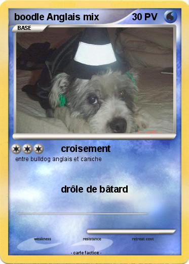 Pokemon boodle Anglais mix