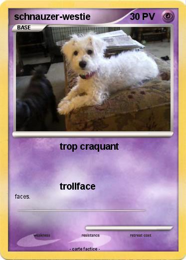 Pokemon schnauzer-westie