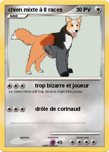Pokemon chien mixte à 8 races