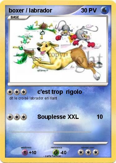 Pokemon boxer / labrador
