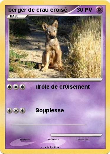 Pokemon berger de crau croisé