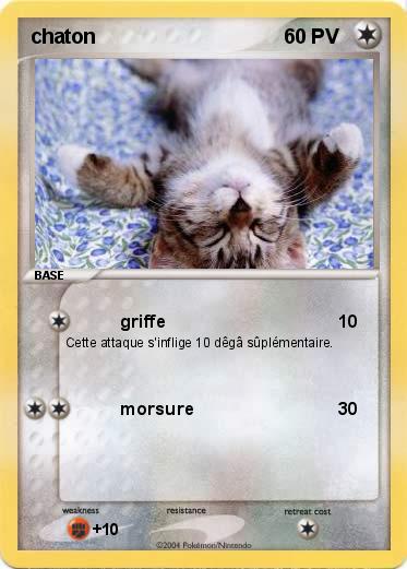 Pokemon chaton                             
