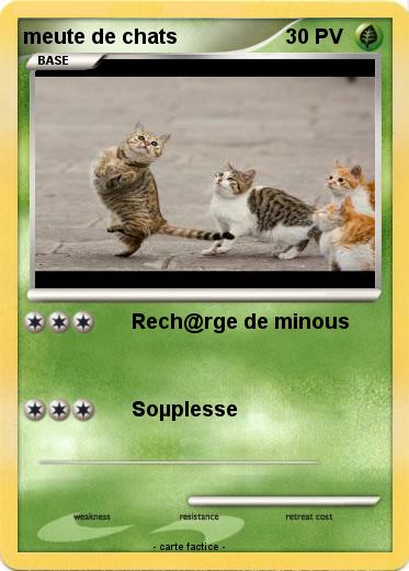 Pokemon meute de chats
