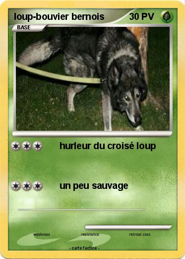 Pokemon loup-bouvier bernois