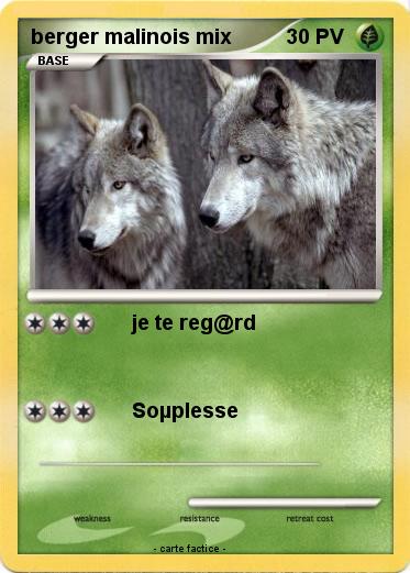 Pokemon berger malinois mix