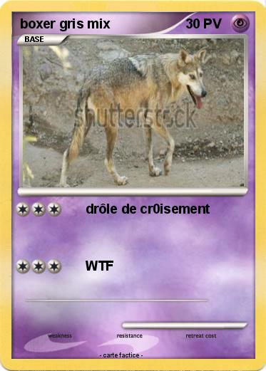 Pokemon boxer gris mix