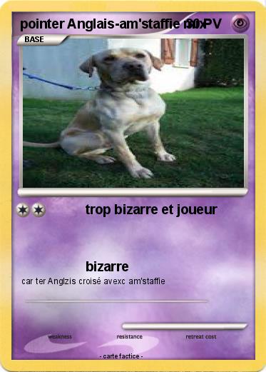 Pokemon pointer Anglais-am'staffie mix