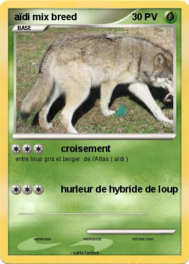Pokemon aïdi mix breed