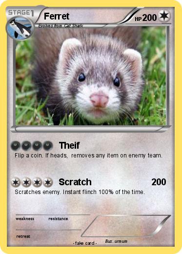 Pokemon Ferret