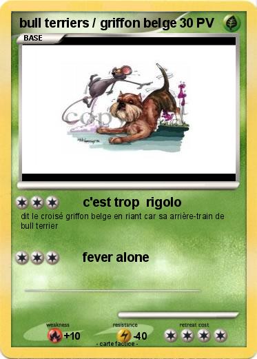 Pokemon bull terriers / griffon belge