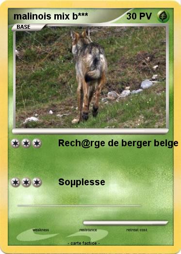 Pokemon malinois mix b***