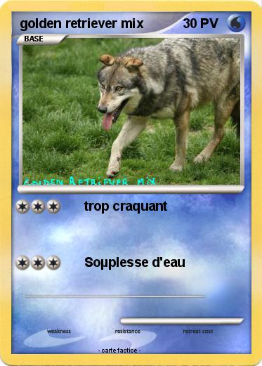 Pokemon golden retriever mix