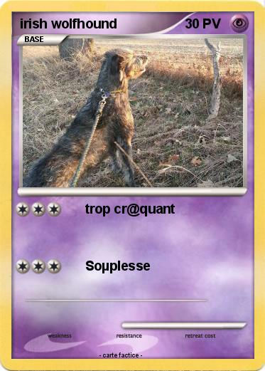 Pokemon irish wolfhound