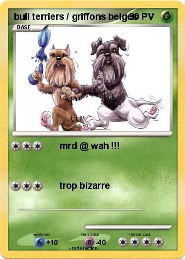 Pokemon bull terriers / griffons belges