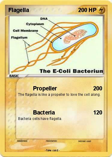 Pokemon Flagella