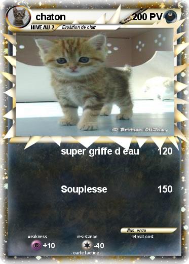 Pokemon chaton