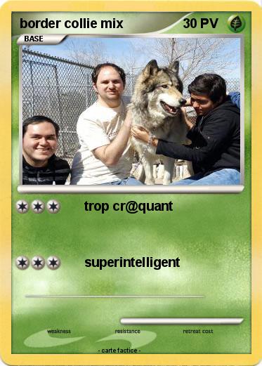 Pokemon border collie mix