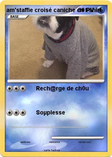 Pokemon am'staffie croisé caniche en t-shirt