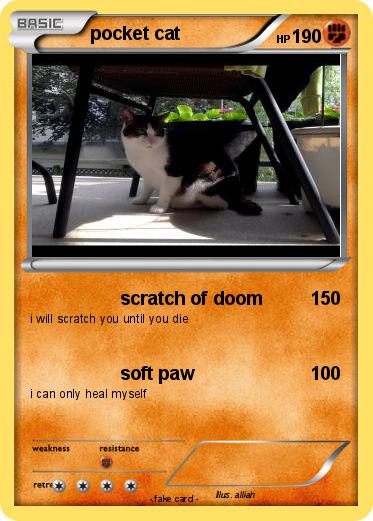 Pokemon pocket cat