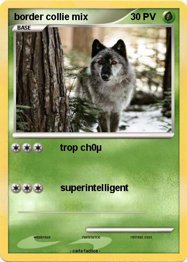 Pokemon border collie mix