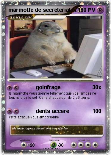Pokemon marmotte de secreteriat