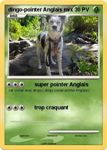 Pokemon dingo-pointer Anglais mix